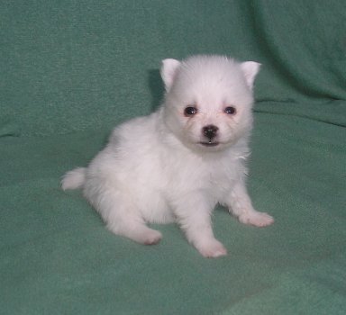 Vilma